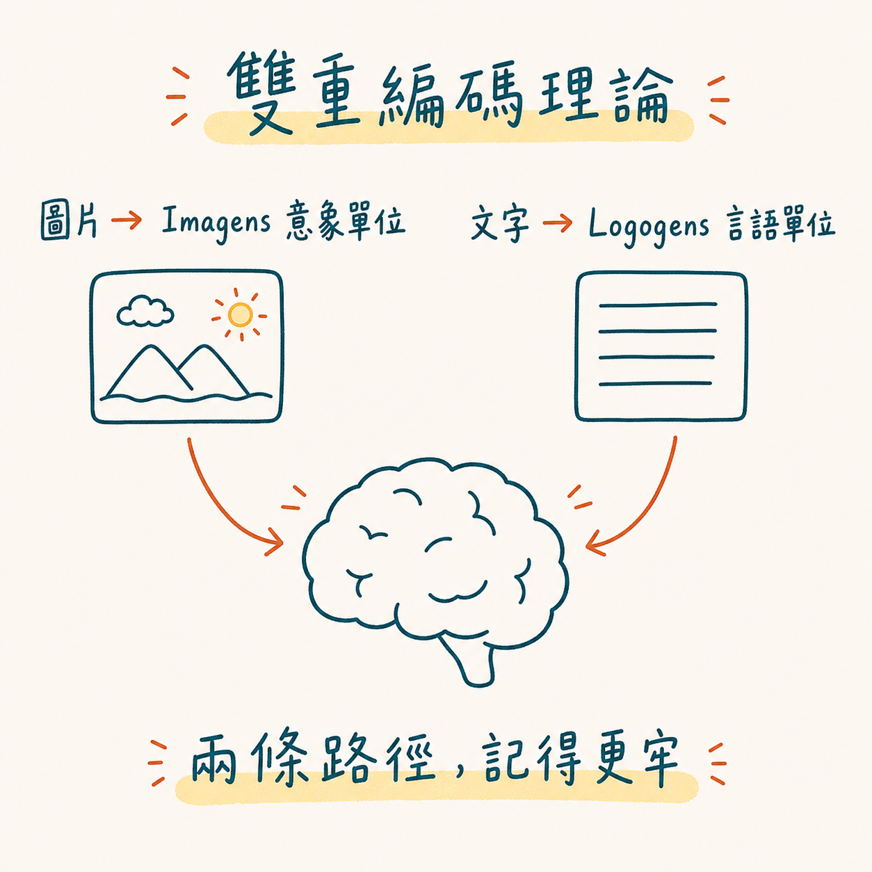 雙重編碼理論:圖片走 Imagens 意象路徑、文字走 Logogens 言語路徑,兩條路都通往記憶